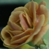 Primula Auricula Baltic Amber - Abriachan Nurseries